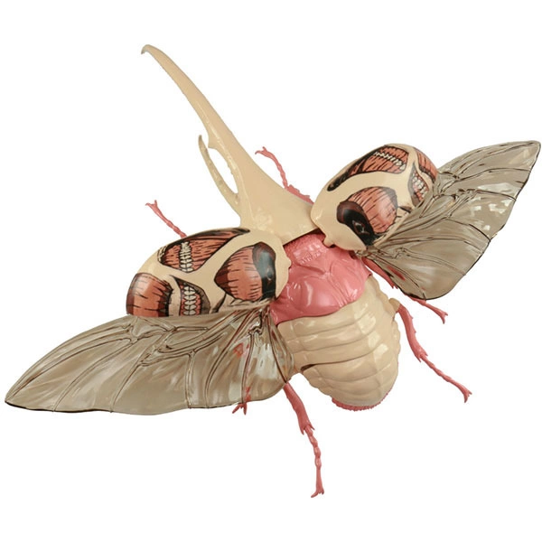 Colossal titan Hercules beetle wings open